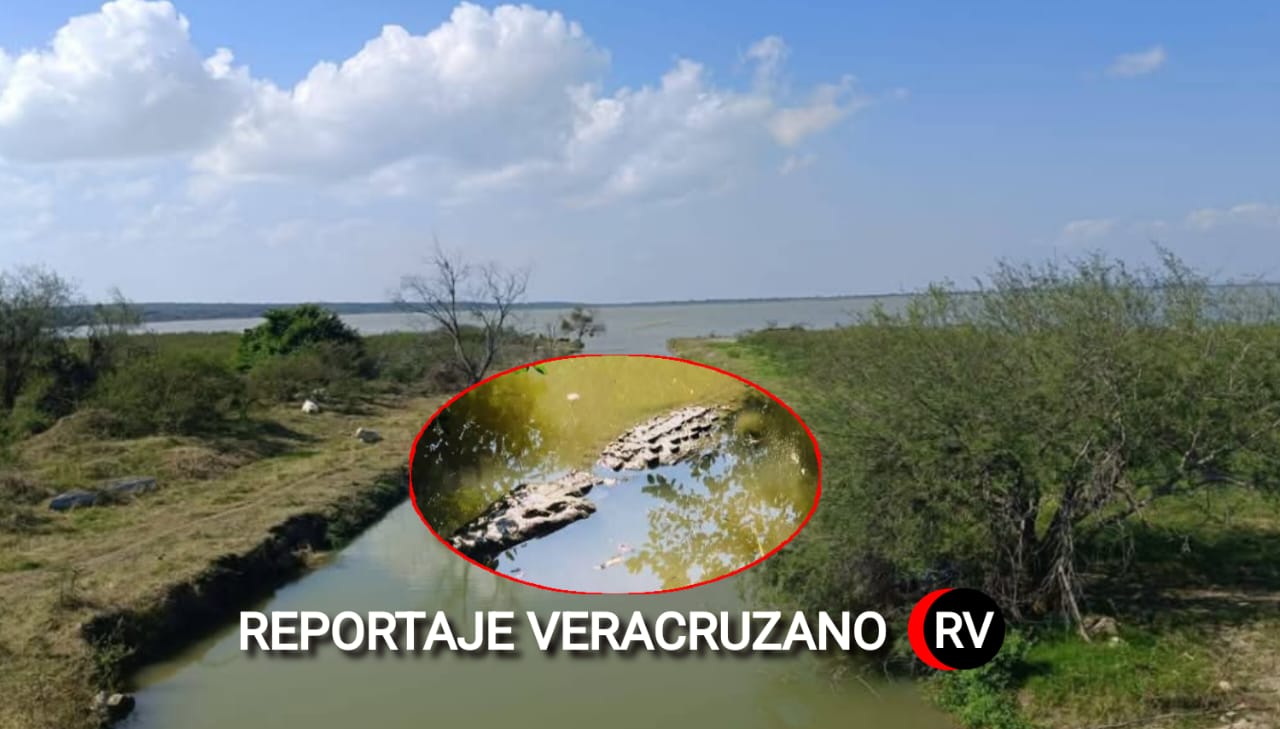 Alarma en la Laguna del Corcovado: Crece la población de cocodrilos y pescadores temen por su seguridad
