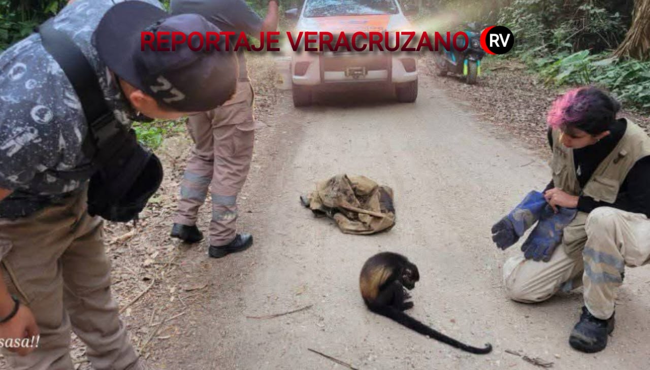 Un grito de auxilio en la selva de Cosoleacaque: rescatan a mono aullador en estado crítico