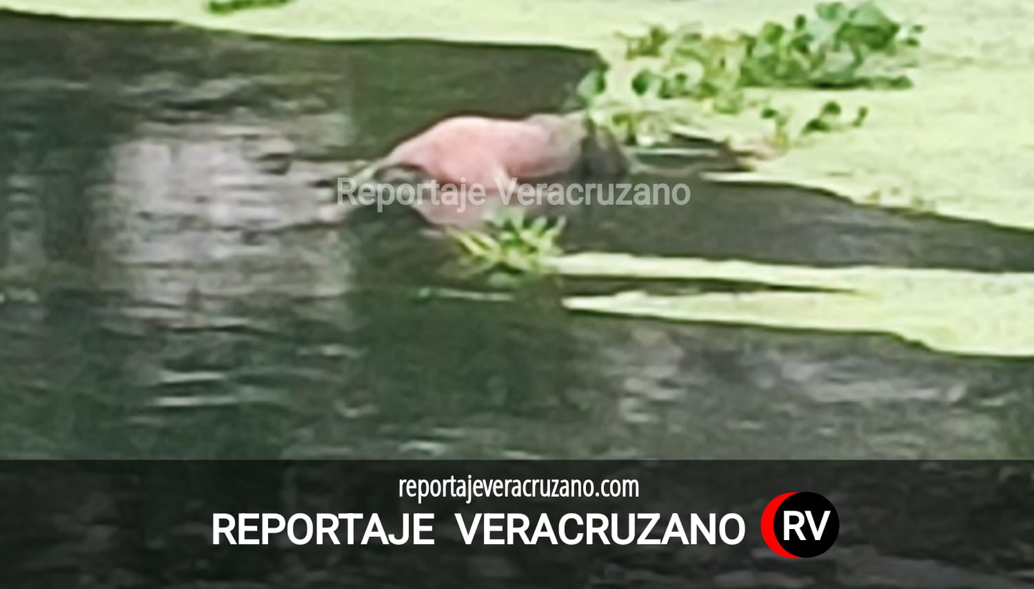 Encuentran cuerpo sin vida en el río Cazones; autoridades investigan en Tihuatlán