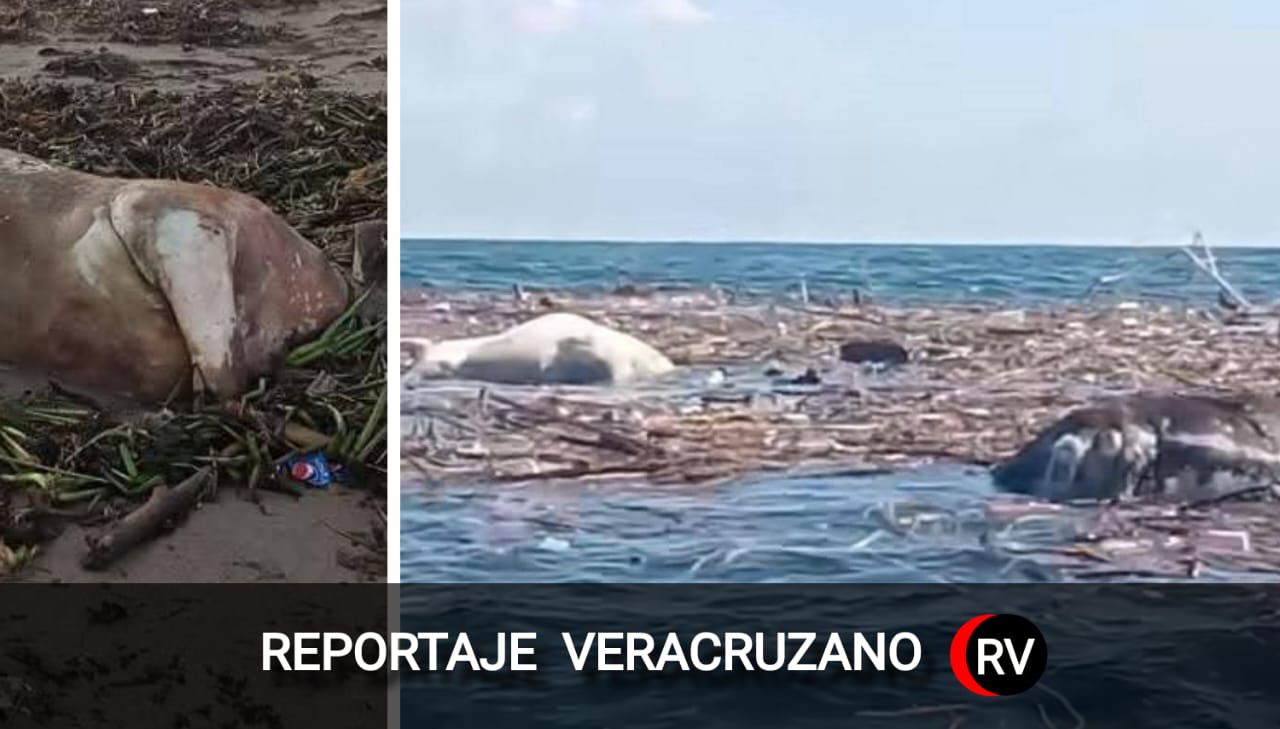 Del río al mar: vacas arrastradas por las inundaciones en Poza Rica ...