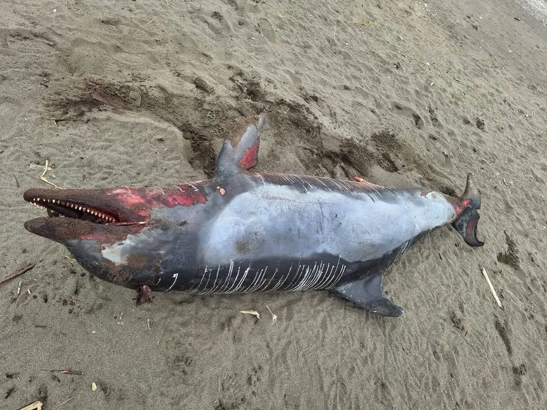 Hallan delfín sin vida en playas de Nautla; el mar devuelve una escena poco común