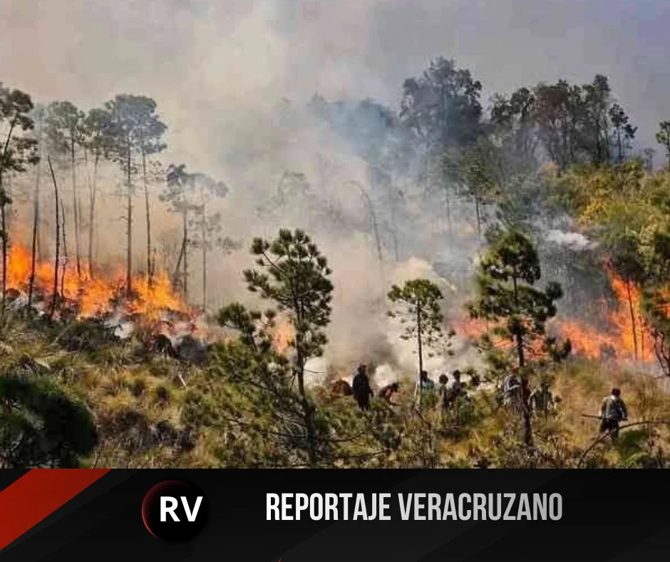 Incendio en el Pico de Orizaba consume 20 hectáreas; reportan 95% de control en Calcahualco
