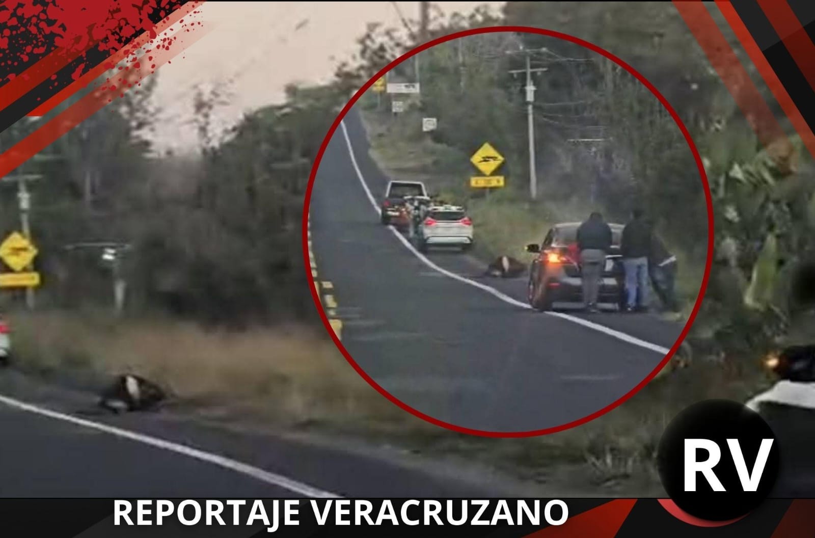 Vaca muere atropellada en carretera federal 140 rumbo a Xalapa