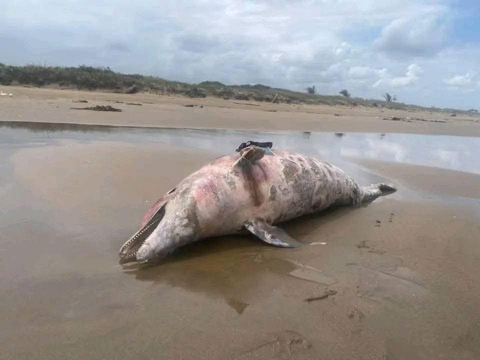 Silencio en el Golfo: hallan otro delfín muerto en costas del sur de Veracruz