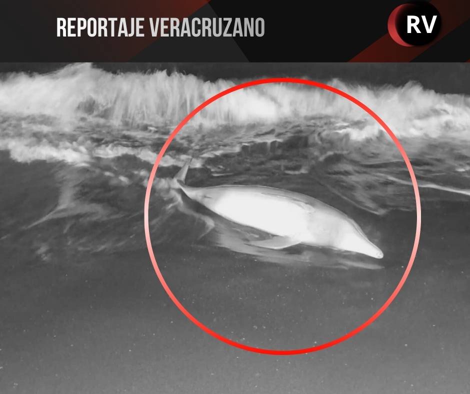 Hallan delfín sin vida en costas de Tecolutla; activan protocolos ambientales