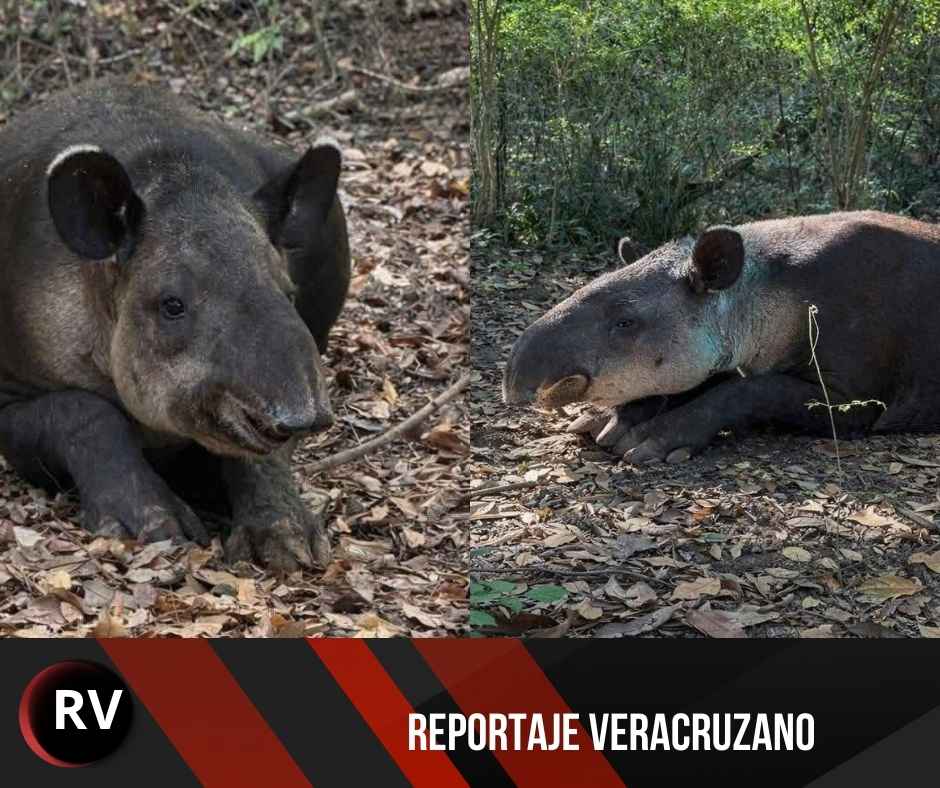 Permanece en estado crítico el tapir rescatado en Las Choapas