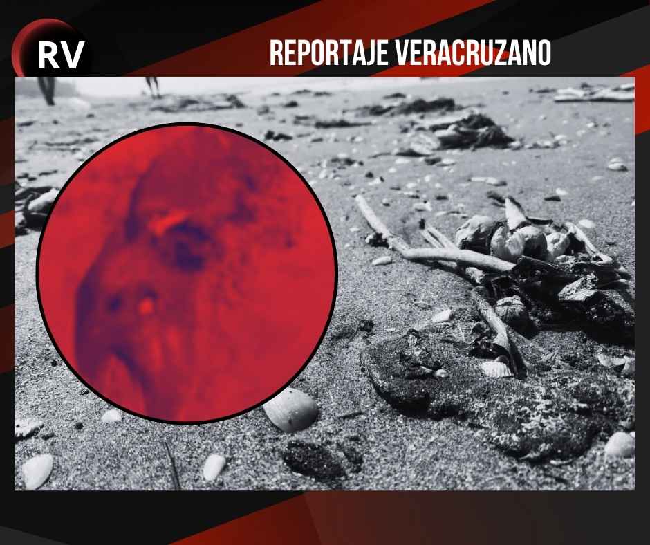Alerta ambiental en Coatzacoalcos: Hallan delfín muerto en zona impactada por crudo