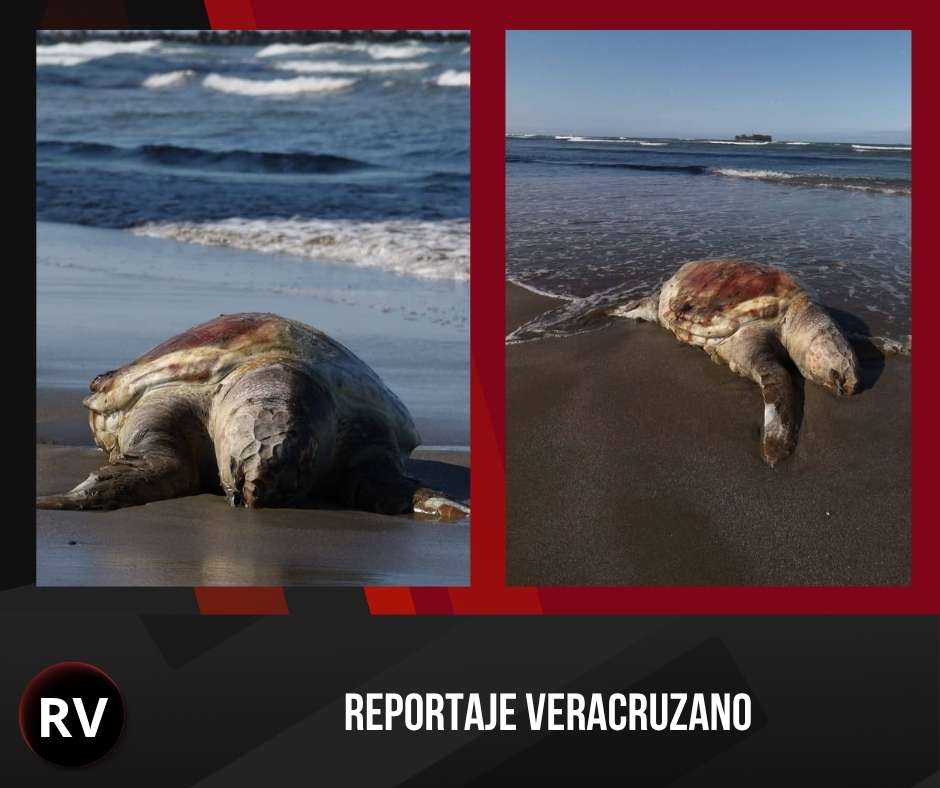 ¿Qué está matando a las tortugas en Veracruz? Hallan dos ejemplares sin vida y con huellas de violencia