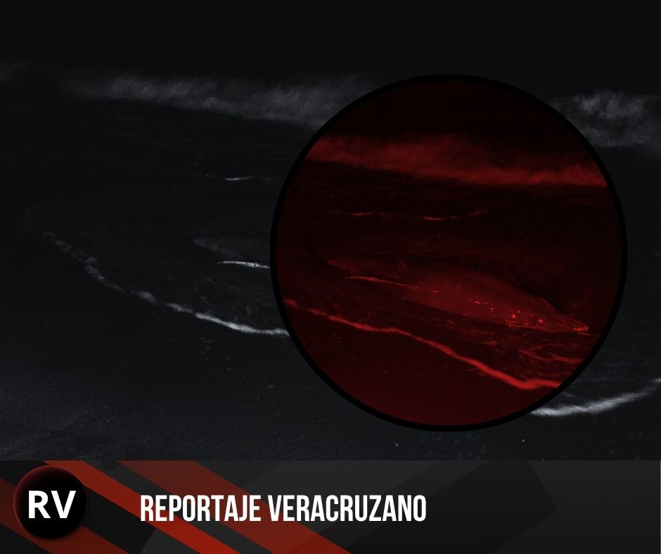 Alerta ambiental: Racha de muertes de fauna marina sacude la zona conurbada