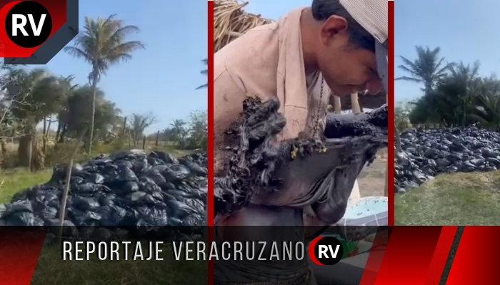 Corte federal exige acción inmediata sobre residuos tóxicos acumulados tras derrame de hidrocarburos en el Golfo de México
