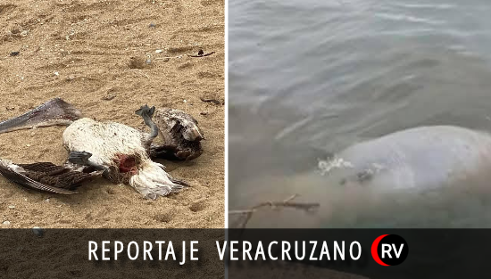 Muerte silenciosa en el sur de Veracruz: fauna marina aparece sin vida entre contaminación y sospechas
