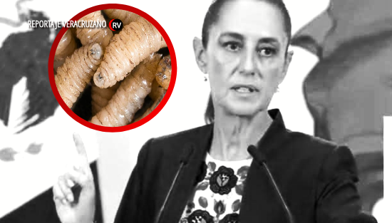 Niega Sheinbaum negligencia ante casos de gusano barrenador en Veracruz; crece preocupación por contagios en humanos