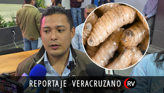 Zongolica enfrenta solo al gusano barrenador: municipio admite abandono institucional ante riesgo sanitario